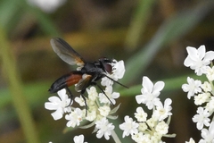 Clairvillia biguttata