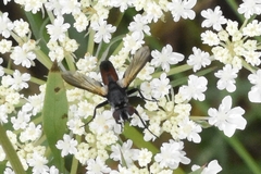 Clairvillia biguttata