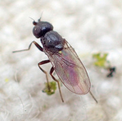 Oscinellinae