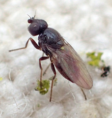 Oscinellinae