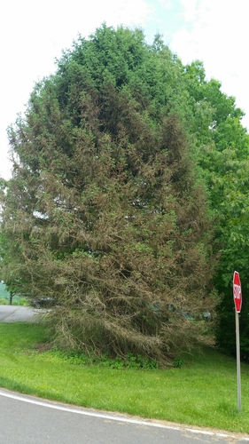 Cytospora kunzei observed 2018-05-26
