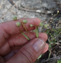 Sisyrinchium chilense