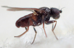 Oscinellinae