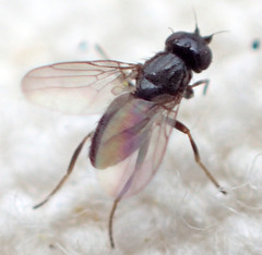 Oscinellinae