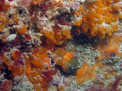 Stolonica socialis