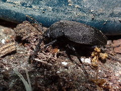 Penthe pimelia