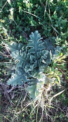 Verbascum sinuatum