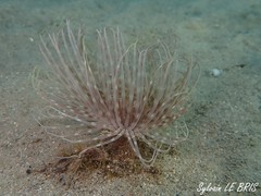 Pachycerianthus solitarius