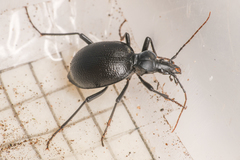 Scaphinotus punctatus