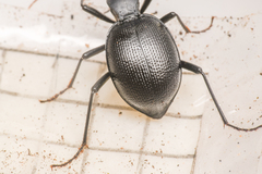 Scaphinotus punctatus