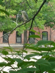 Nycticorax nycticorax