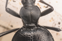 Scaphinotus punctatus