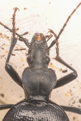 Scaphinotus punctatus