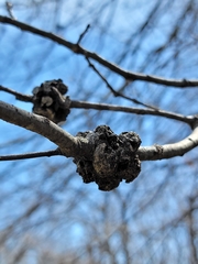 Callirhytis quercuscornigera