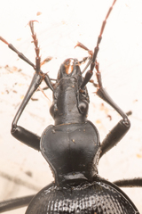 Scaphinotus punctatus