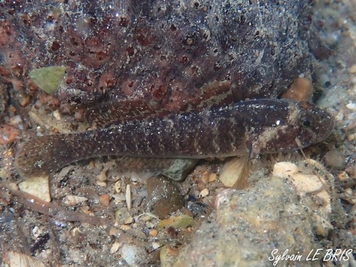 Zebra goby (Zebrus zebrus) — Gobiidae