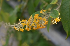 Buddleja asiatica