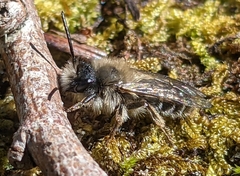 Andrena clarkella