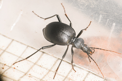 Scaphinotus punctatus