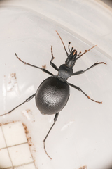 Scaphinotus punctatus