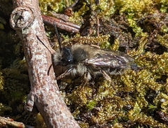 Andrena clarkella