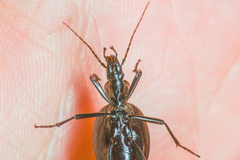 Scaphinotus punctatus