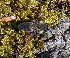 Andrena clarkella