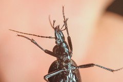 Scaphinotus punctatus