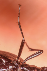 Scaphinotus punctatus