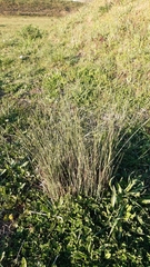 Juncus inflexus