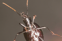 Scaphinotus punctatus