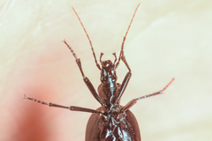 Scaphinotus punctatus