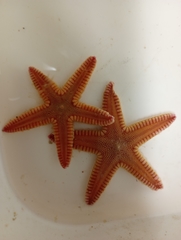 Astropecten duplicatus