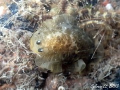 Dendrodoris grandiflora