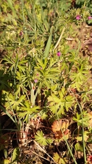 Geranium dissectum