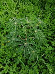 Lupinus albus