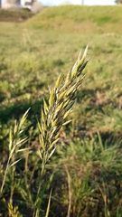 Bromus hordeaceus hordeaceus