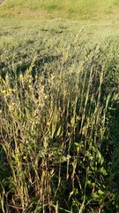Bromus hordeaceus hordeaceus