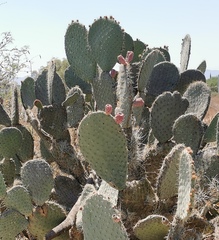 Opuntia hyptiacantha