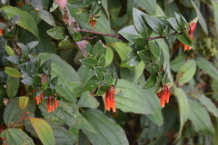 Macleania insignis