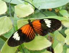 Heliconius erato emma