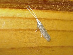 Coleophora nutantella