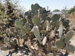Opuntia hyptiacantha