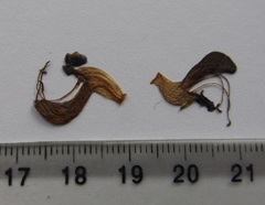 Salvia dumetorum