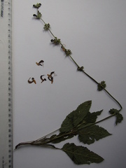 Salvia dumetorum