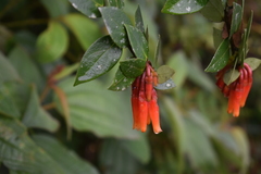 Macleania insignis