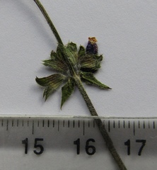Salvia dumetorum