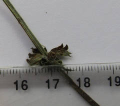 Salvia dumetorum