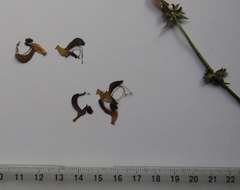 Salvia dumetorum