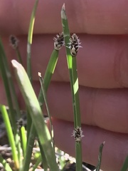 Eleocharis bifida